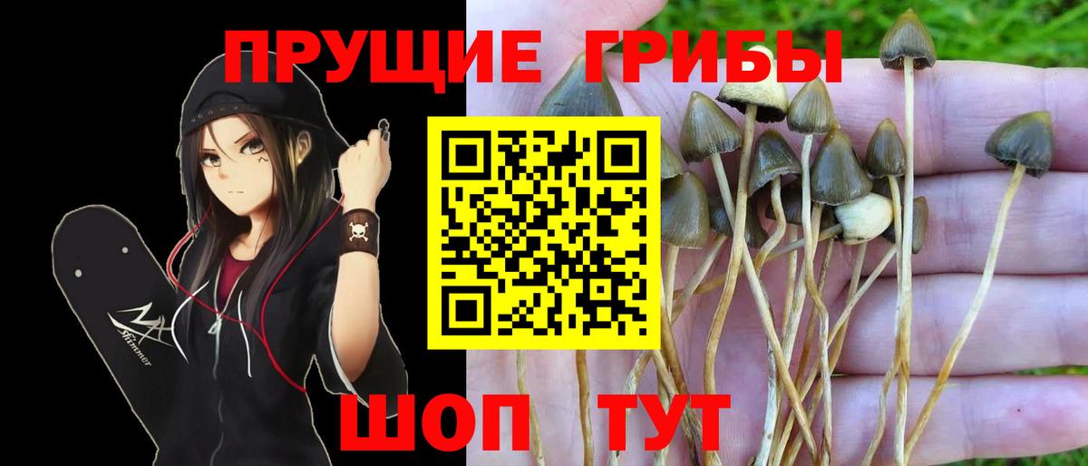 что такое наркотик  Галлюциногенные грибы прущие грибы  Краснотурьинск  Вход с VPN  Псилоцибиновые грибы GOLDEN TEACHER 